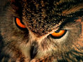 Оwl